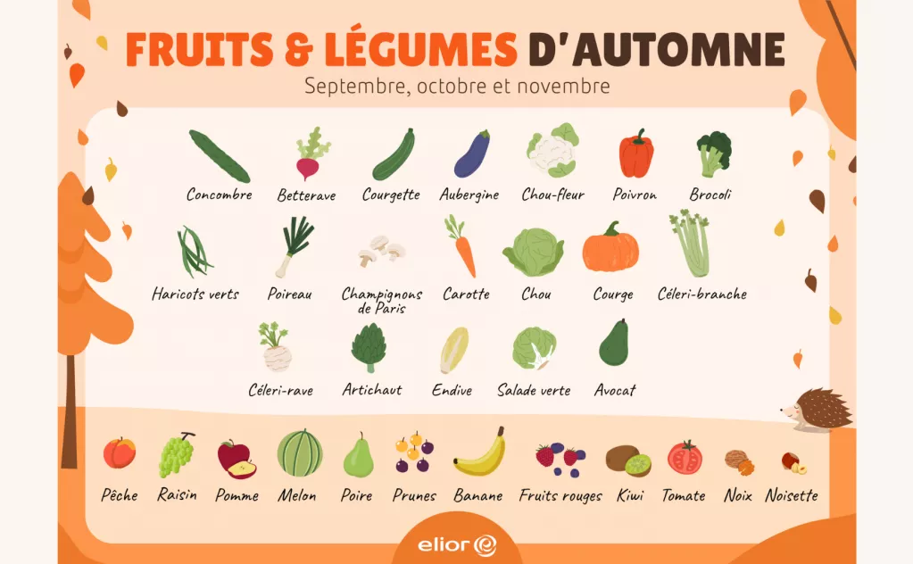 Les fruits et légumes d'automne : concombre, betterave, courgette, aubergine, chou-fleur, poivron, brocoli, haricots verts, poireau, champignons, carotte, chou, courge, céleri-branche, céleri-rave, artichaut, endive, salade, avocat, pêche, raisin, pomme, melon, poire, prune, banane, fruits rouges, kiwi, tomate et noix